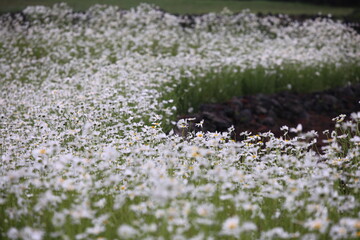 샤스타데이지가 만개한 꽃밭, 청초하고 순수한 꽃을 보고 있노라니, 제마음 같습니다. 설레입니다.