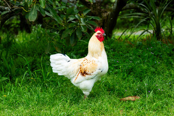 White Rooster