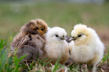 Silkie Chicks © Lesleigh