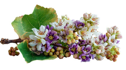 Mulberry Tree Levitating with White Purple Flowers Bouquet on Transparent Background