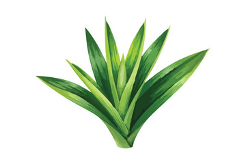 Fototapeta premium Watercolor Green Agave Plant Spiky Leaves Isolated White Background