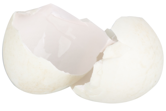 Broken duck eggshell on white background
