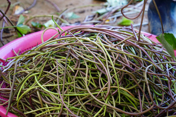 Freshly Harvested Sweet Potato Stems in a Basket, A Popular Korean Side Dish