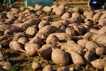 Freshly Harvested Sweet Potatoes Lying on the Ground