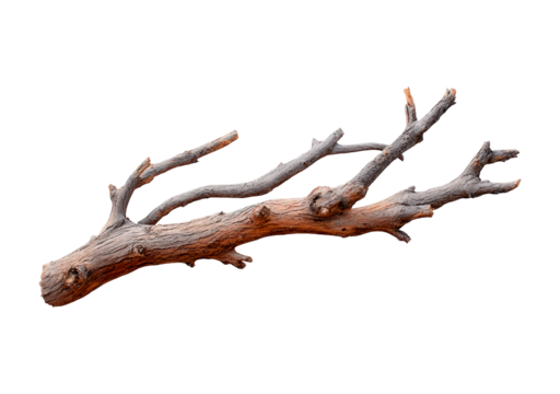 Natural tree branch on transparent background