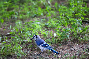 Blue Jay on Green Grass in Ohio Backyard Setting