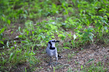 Blue Jay on Green Grass in Ohio Backyard Setting