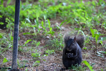 Black Squirrel Eating Near Feeder in Ohio Backyard