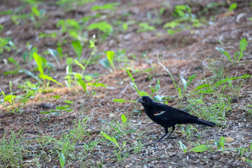 Red-Winged Blackbird Eating Sunflower Seed on the Ground in Ohio Backyard