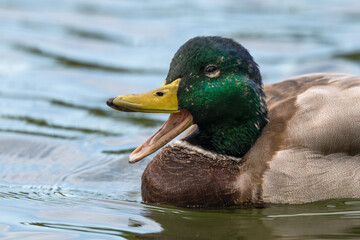 Mallard duck, mallard drake, quacking and happy as it swims in a lake.