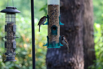 House Sparrow (Passer domesticus) Perched on Bird Feeder