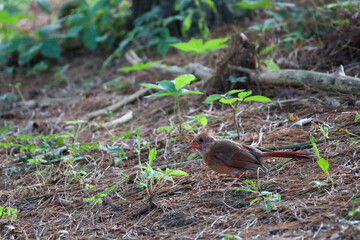 Juvenile Female Northern Cardinal on the Ground in Ohio Backyard