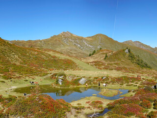 Horses in the mountain terrain 