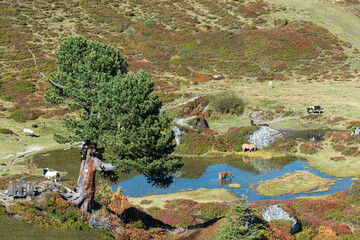 Horses in the mountain terrain 