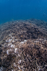hard coral formation in Amed, Bali, Indonesia