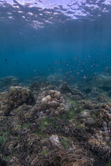 Underwater scene with healthy and vibrant coral reef and small tropical fish and sunlight rays