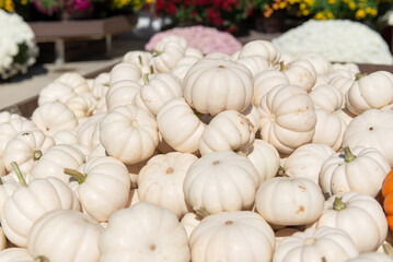 White pumpkins at autumn market with colorful flowers in background