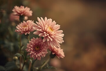 Pink chrysanthemum flowers in vintage color,nature background.
