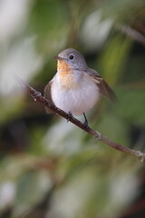 The red-breasted flycatcher (Ficedula parva) is a small passerine bird in the Old World flycatcher family. This photo was taken in Japan.