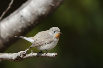 The red-breasted flycatcher (Ficedula parva) is a small passerine bird in the Old World flycatcher family. This photo was taken in Japan.