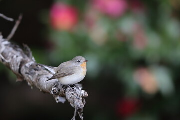 The red-breasted flycatcher (Ficedula parva) is a small passerine bird in the Old World flycatcher family. This photo was taken in Japan.
