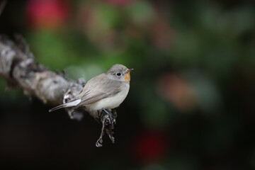 The red-breasted flycatcher (Ficedula parva) is a small passerine bird in the Old World flycatcher family. This photo was taken in Japan.