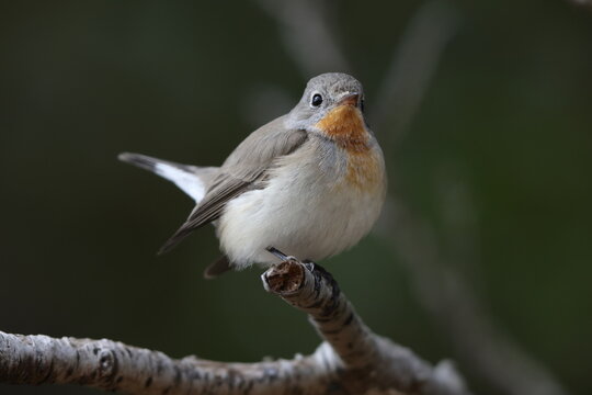The red-breasted flycatcher (Ficedula parva) is a small passerine bird in the Old World flycatcher family. This photo was taken in Japan.