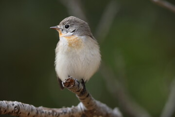 The red-breasted flycatcher (Ficedula parva) is a small passerine bird in the Old World flycatcher family. This photo was taken in Japan.