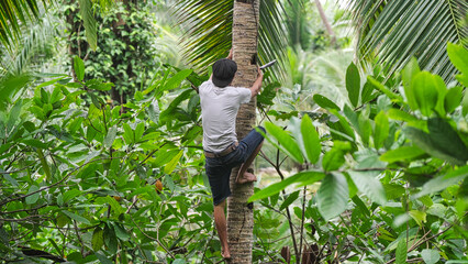 Indonesian coconut farmer climbing palm for harvesting, machete in hand, in plantation, indonesia,...