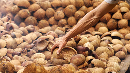 Farmer drying coconut kernels into dried copra on farm or plantation