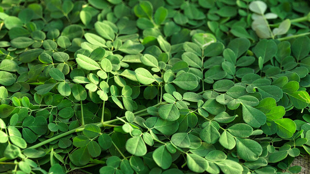Harvested green moringa oleifera leaves