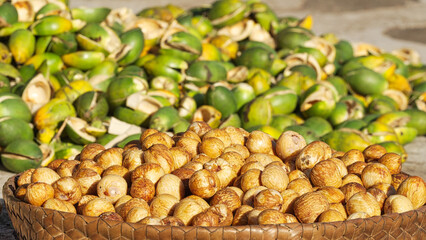 Harvested fresh areca or betel nut, green husk from fruit in background, indonesia, southeast asia