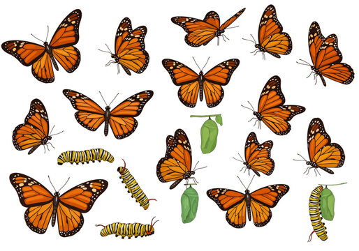 Monarch butterfly life cycle diverse poses and stages vibrant orange wings and green larva pupa vector on white background