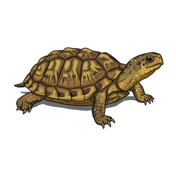 Detailed realistic tortoise wildlife animal image natural reptile creature photography vector on white background