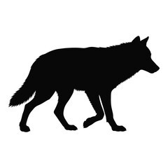 Silhouette of a grey wolf walking majestic wild canine predator animal isolated on white silhouette