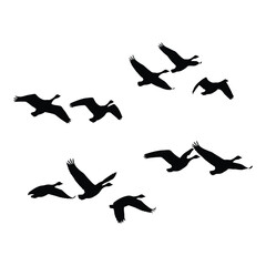Majestic flock of canada geese flying in formation a serene symbol of freedom and natural beauty for your designs silhouette