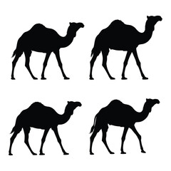 Four silhouetted dromedary camels walking in different poses creating a dynamic desert scene for graphic design silhouette