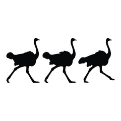 Silhouette trio of ostriches striding gracefully capturing wild african wildlife movement and energy silhouette