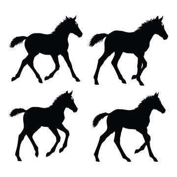 Four dynamic black silhouette foals in motion running galloping trotting playful equestrian animal wildlife nature farm livestock cute silhouette