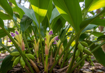 Obraz premium Kapulaga Plant with Tall Stems