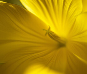 &ldquo;Soft Yellow Flower Background &ndash; Warm and Minimal Design&rdquo;