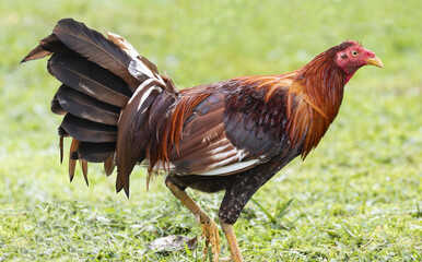 A striking fighting rooster stands alert on a grassy field, displaying a vibrant mix of red, brown, and black feathers.