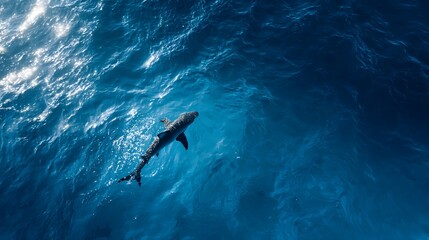 Fototapeta premium Realistic aerial photo of a shark swimming in the deep blue ocean, with sunlight