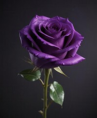 Obraz premium Single purple rose, dark background, close-up, delicate petals, dark, detail
