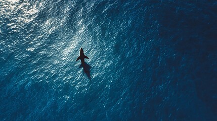 Shadow Swimmer Aerial View of a Lone Shark in the Deep Blue Ocean