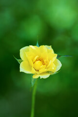 黄色い薔薇の開花
