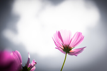 ピンク色が綺麗なコスモス
