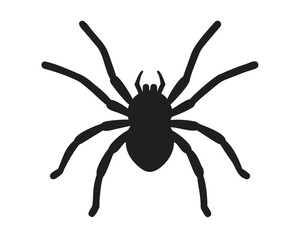 PNG Arachnid spider animal invertebrate.
