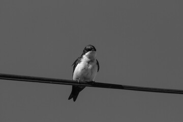 Ave en blanco y negro