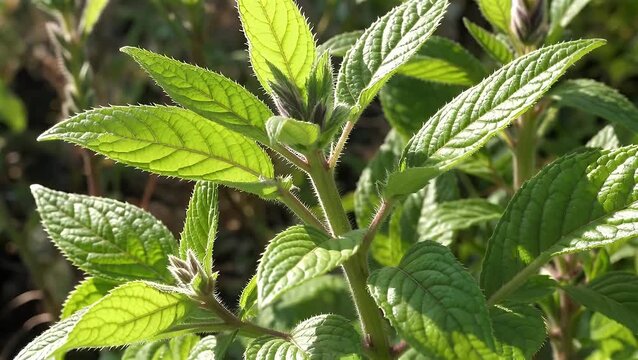 meticulously detailed close up examination of meadow sage foliage revealing its brilliant green pigmentation and tactile surface structure lit by ambient solar radiation emphasizing the complex